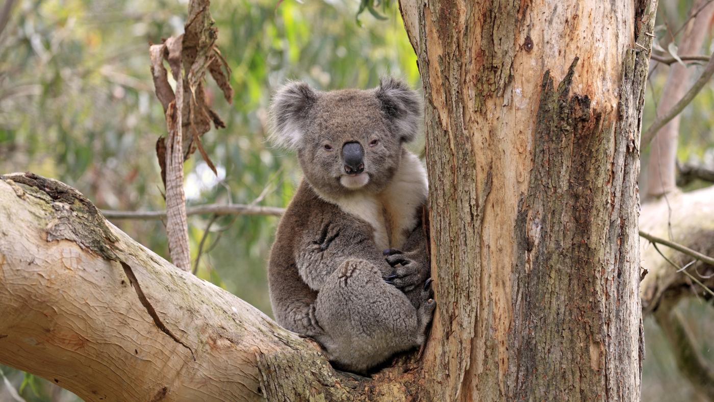 Where Do Koalas Live where-do-koalas-live