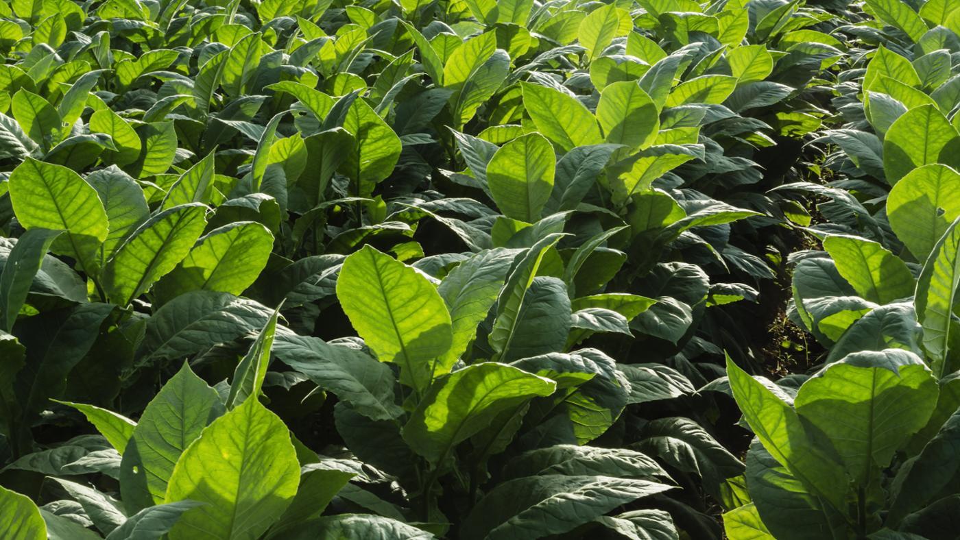 what-crops-were-grown-in-the-maryland-colony
