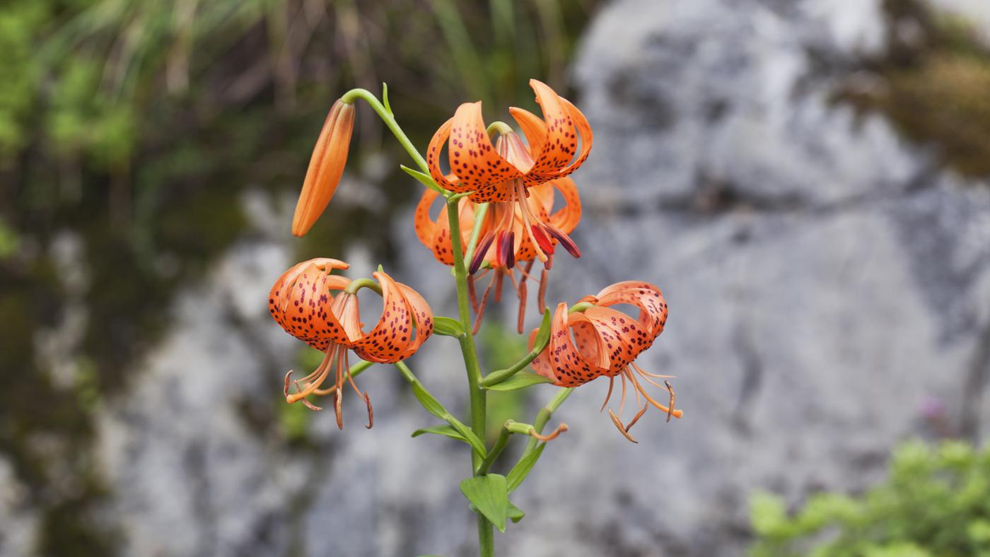 How Do You Transplant Tiger Lilies?