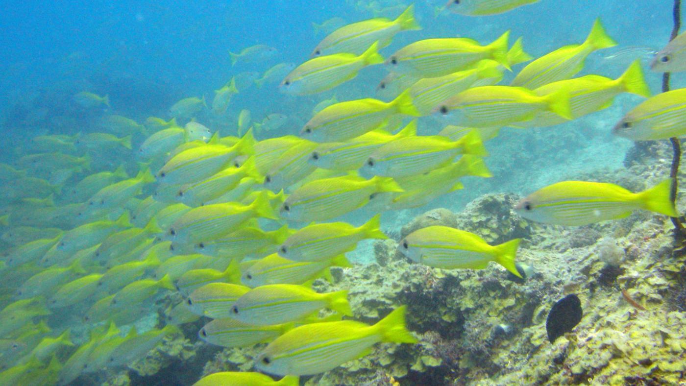 What Is a Group of Fish Called?