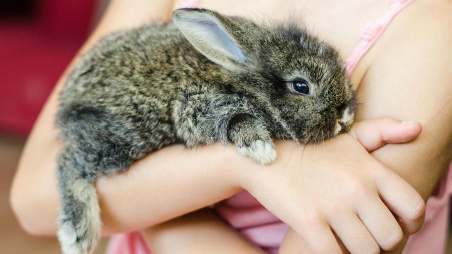 stores that sell bunnies