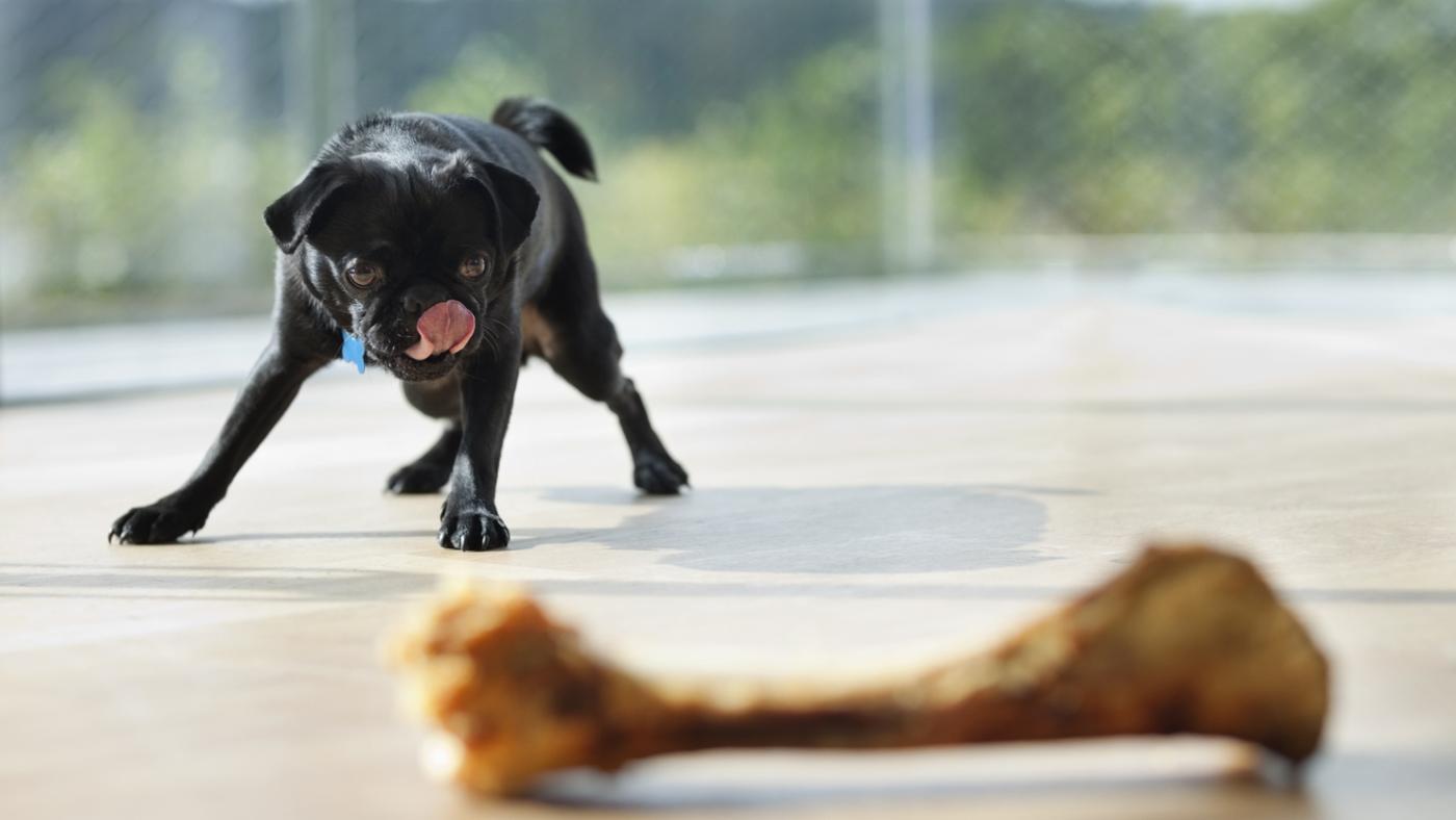 what-should-someone-do-for-a-dog-that-swallows-a-bone