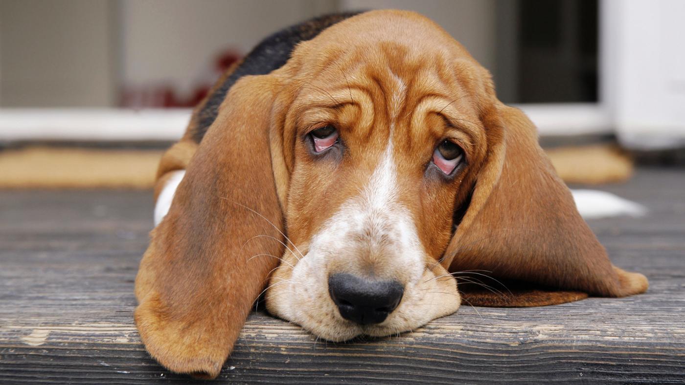 What Is the Ibuprofen Dosage for Dogs?