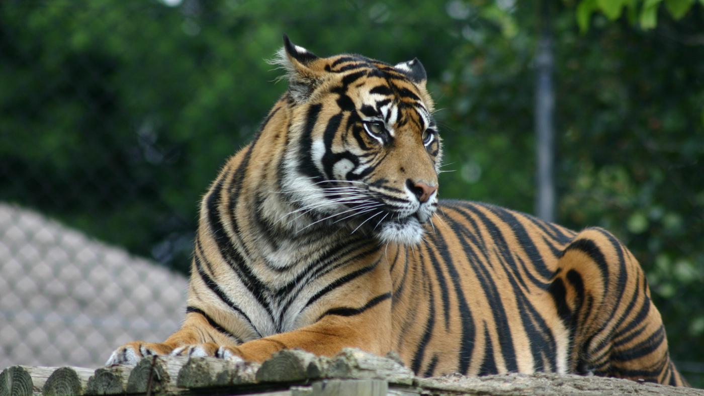 How Much Does a Tiger Cost?