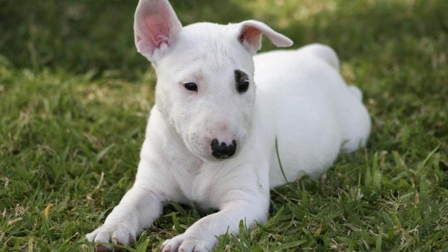 What Breed of Dog Is Spuds MacKenzie?