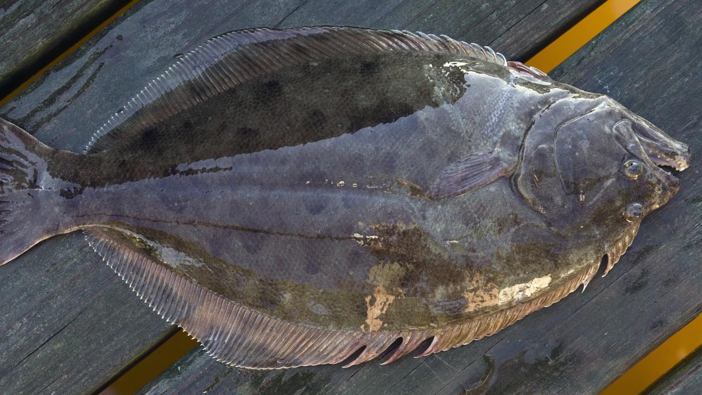 What Is the Difference Between Flounder and Sole?
