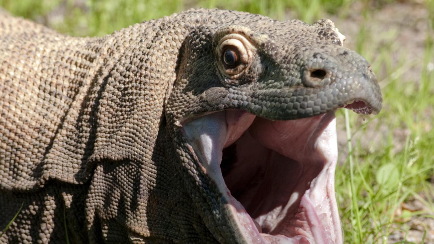 What Are Komodo Dragons' Adaptations?