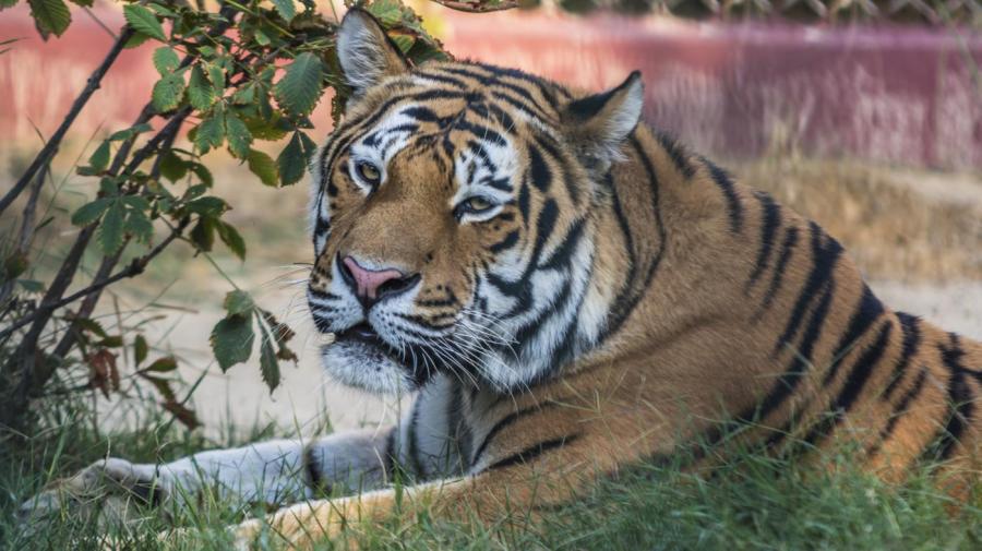 What Are the Advantages and Disadvantages of Tigers?