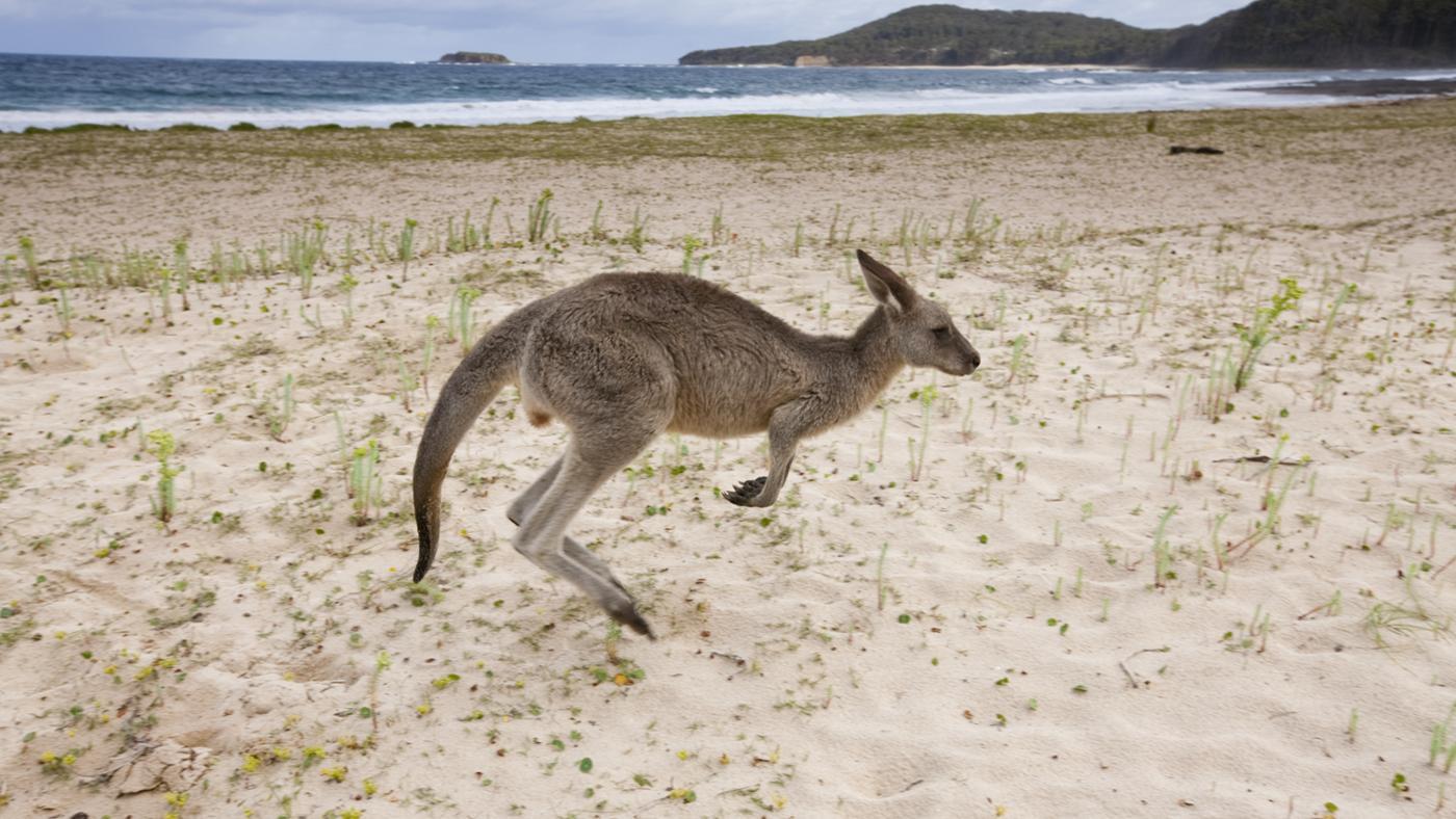 What Kinds of Animals Eat Kangaroos?