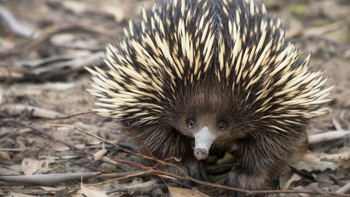 What Two Mammals Lay Eggs?