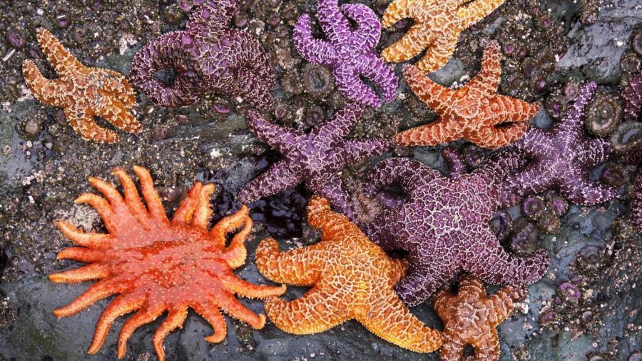 What Color Are Starfish?