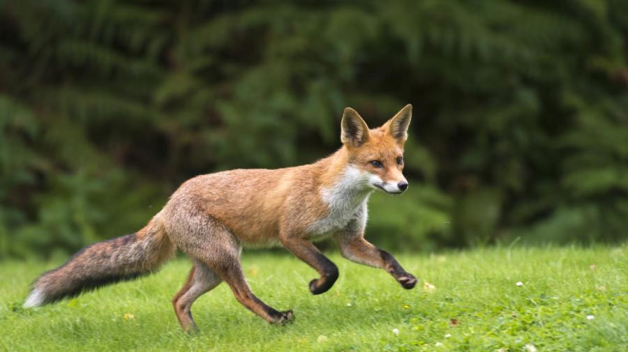 How Fast Can a Fox Run?