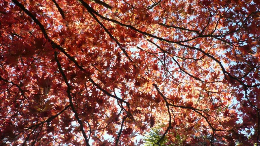 How Do You Identify Maple Tree Diseases?