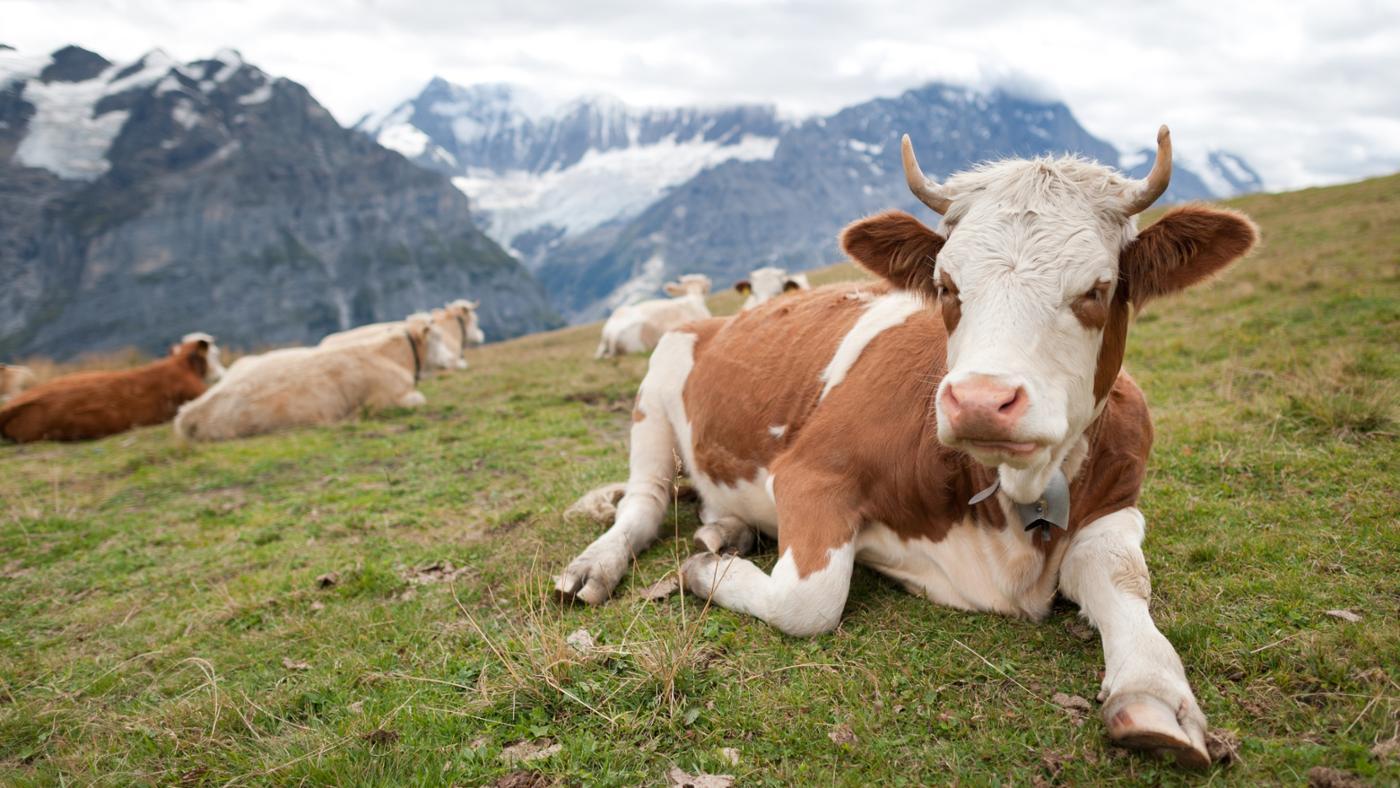 How Much Does a Cow Weigh?