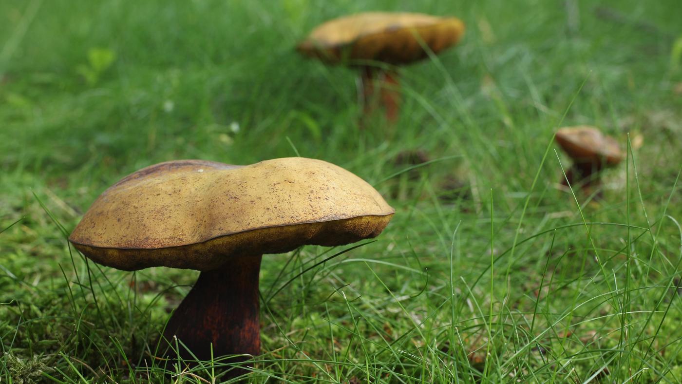 What Is the Scientific Classification of Mushrooms?