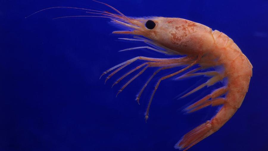 Will Tetras Eat Shrimp? 