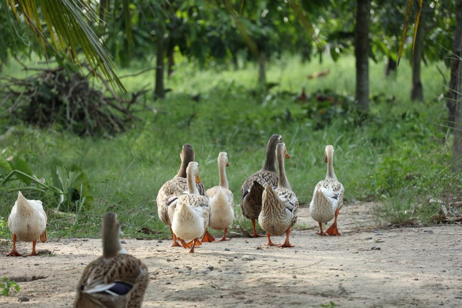 What Is a Group of Ducks Called?