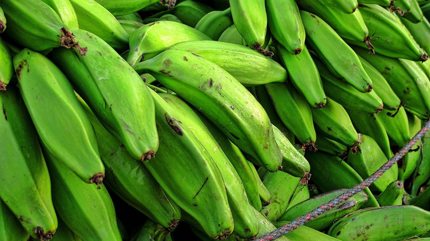 Where Do Plantains Grow?