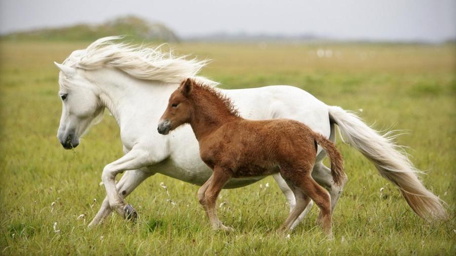 What Is the Name of a Baby Horse?