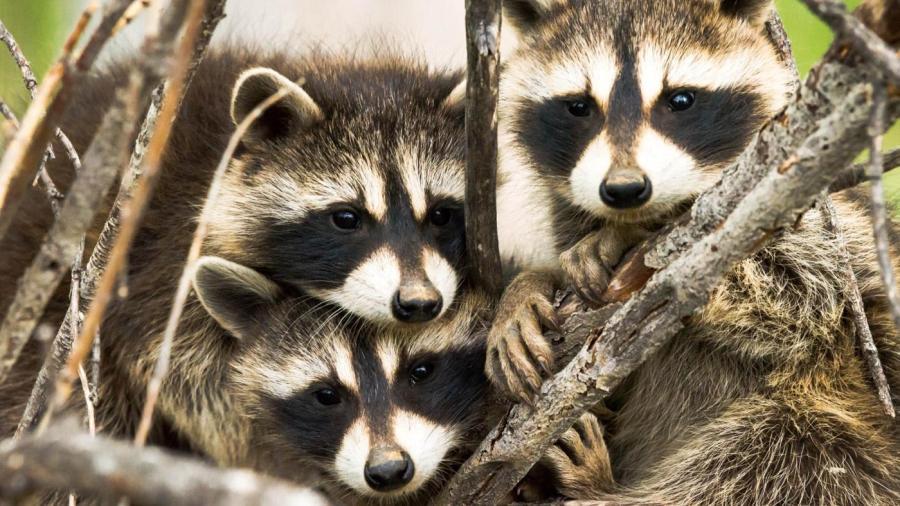 Racoon Racoon группа