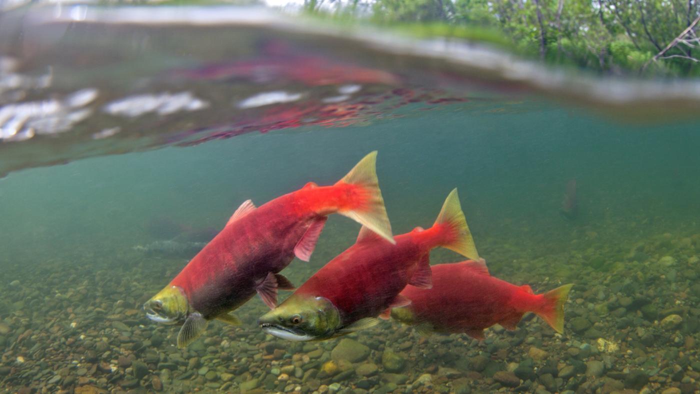what is young salmon called