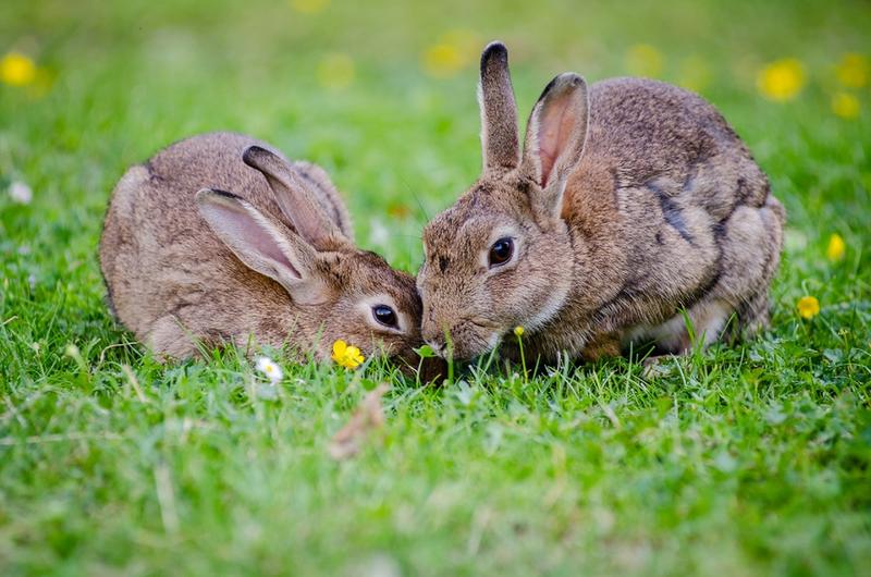 What Is a Rabbit's Home Called?