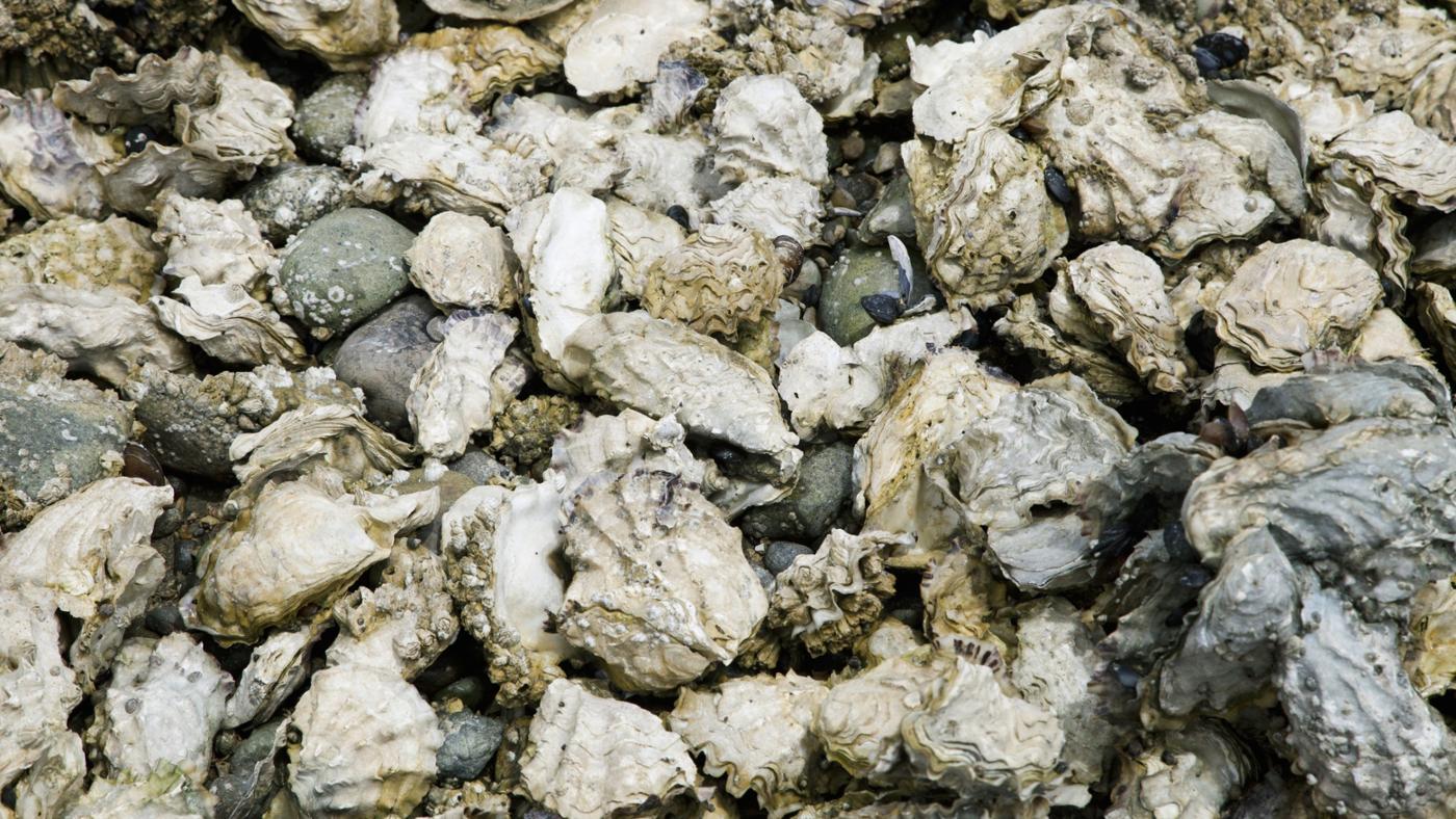 How Do Oysters Reproduce?