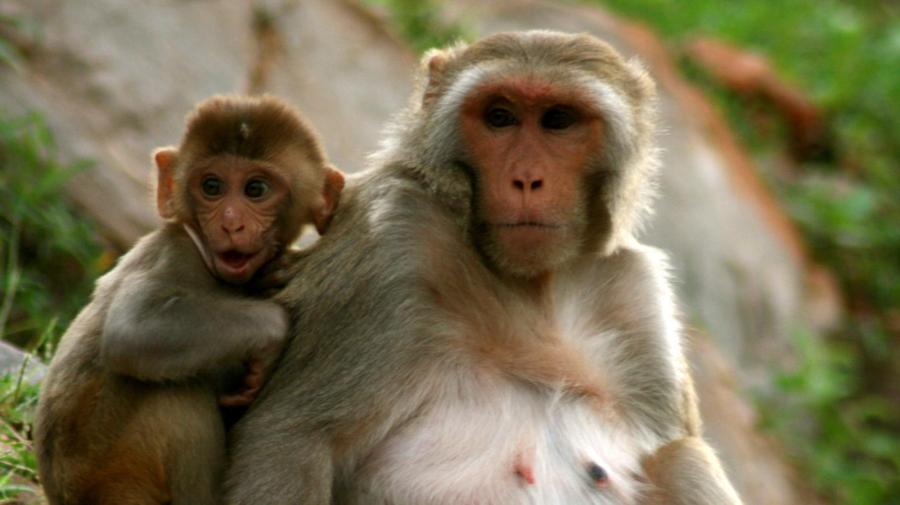 Наземные обезьяны. ГЛК живут обезьяны. Долго обезьяна. Среда обитания обезьян.