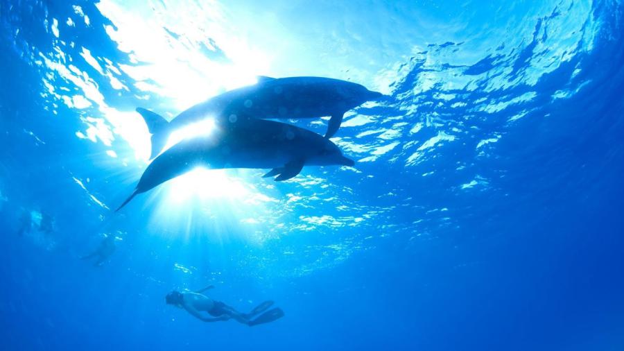 In Which Ocean Zone Do Dolphins Live?