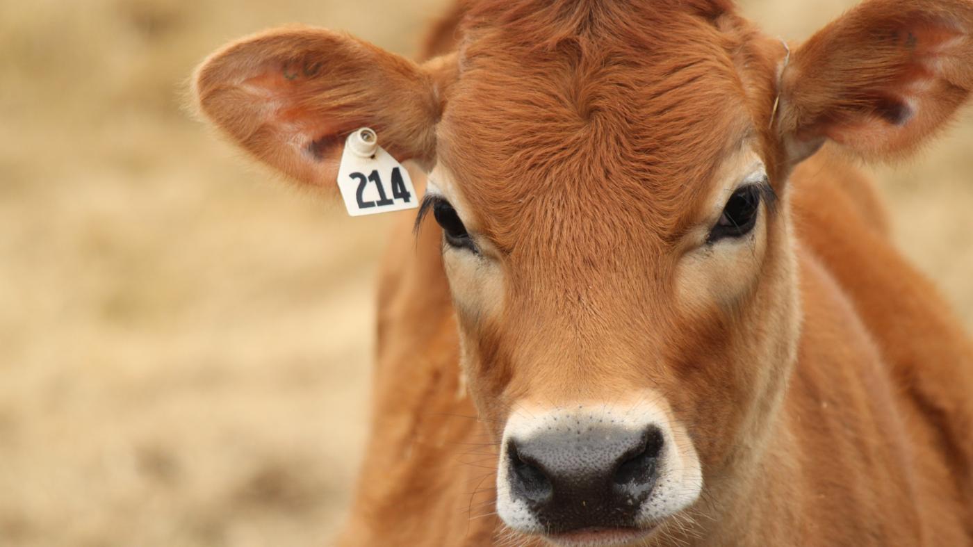 What Is the "brown Chicken, Brown Cow" Joke?