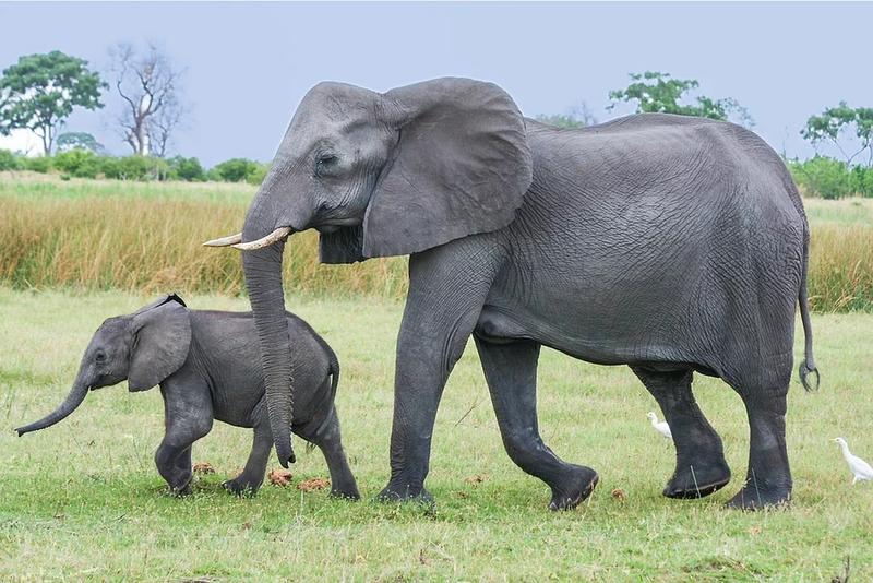 What Is a Baby Elephant Called?
