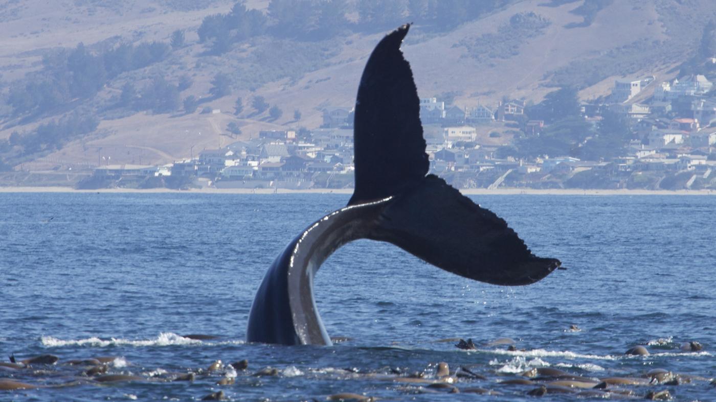 What Is a Group of Whales Called?