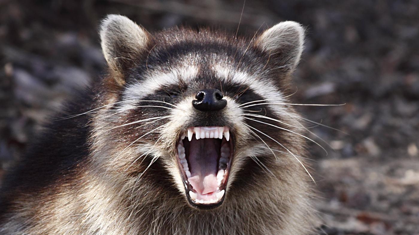 How Do Raccoons Protect Themselves