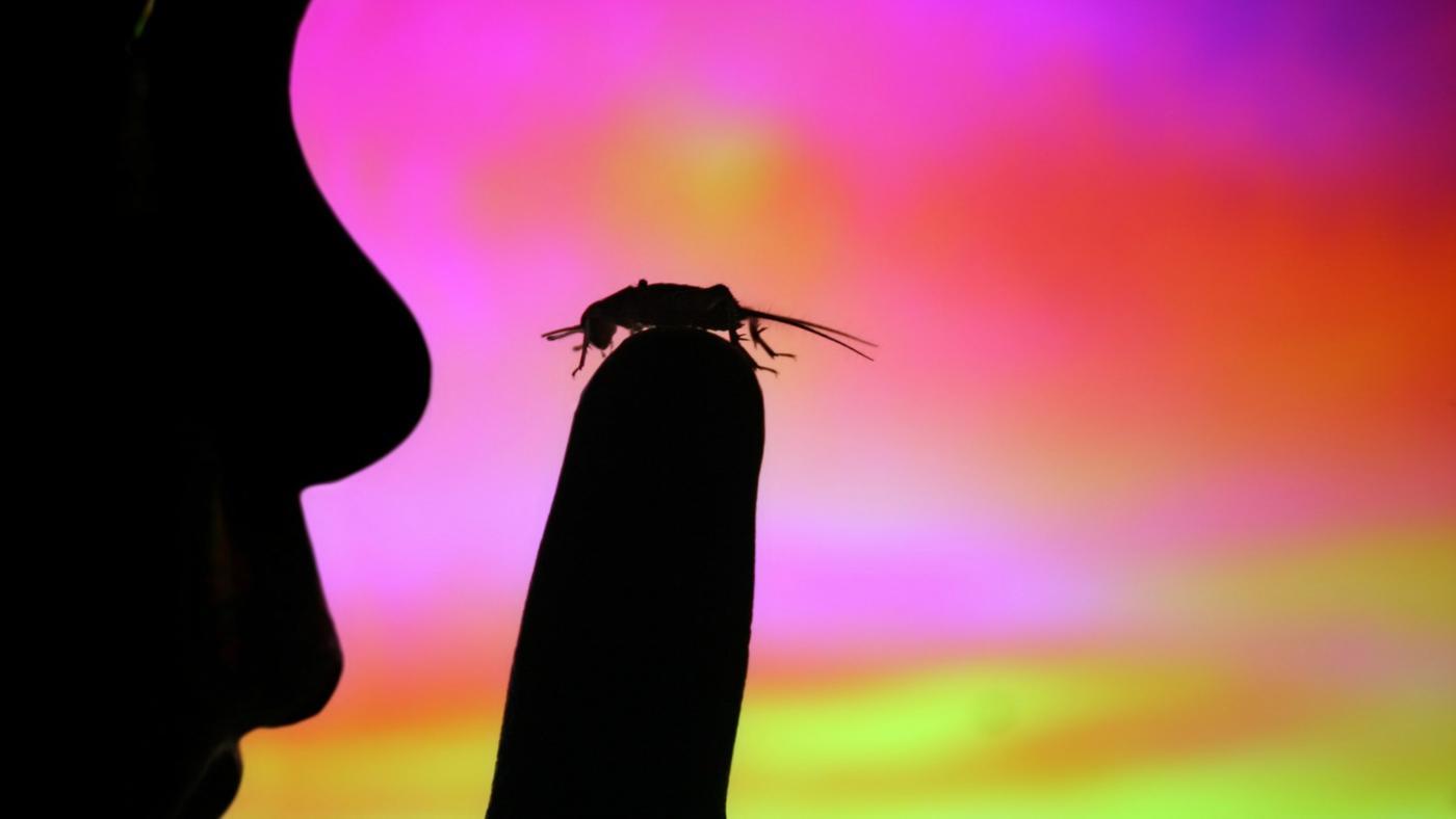 Why Is It Bad Luck to Kill Crickets?