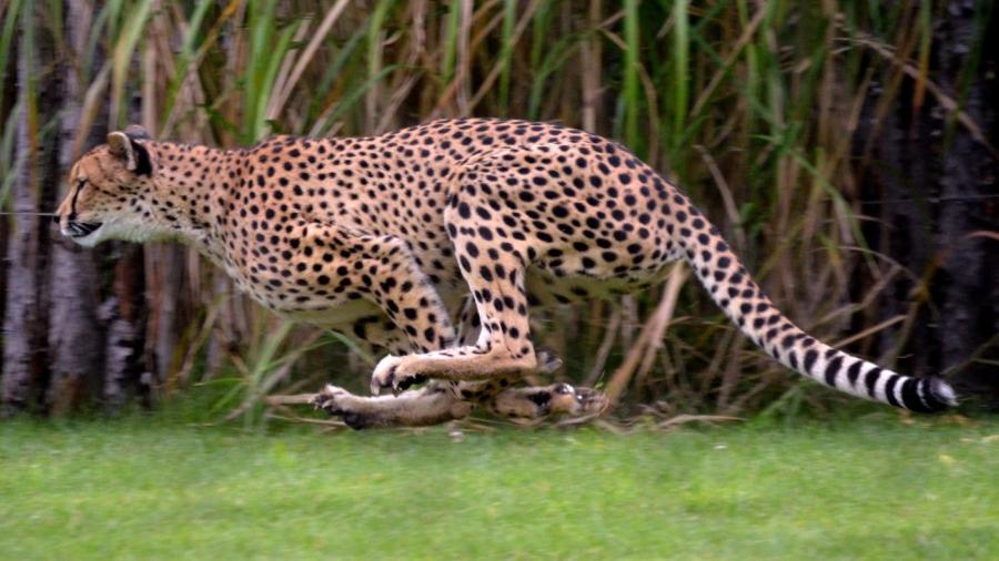 How Fast Does a Jaguar Run?