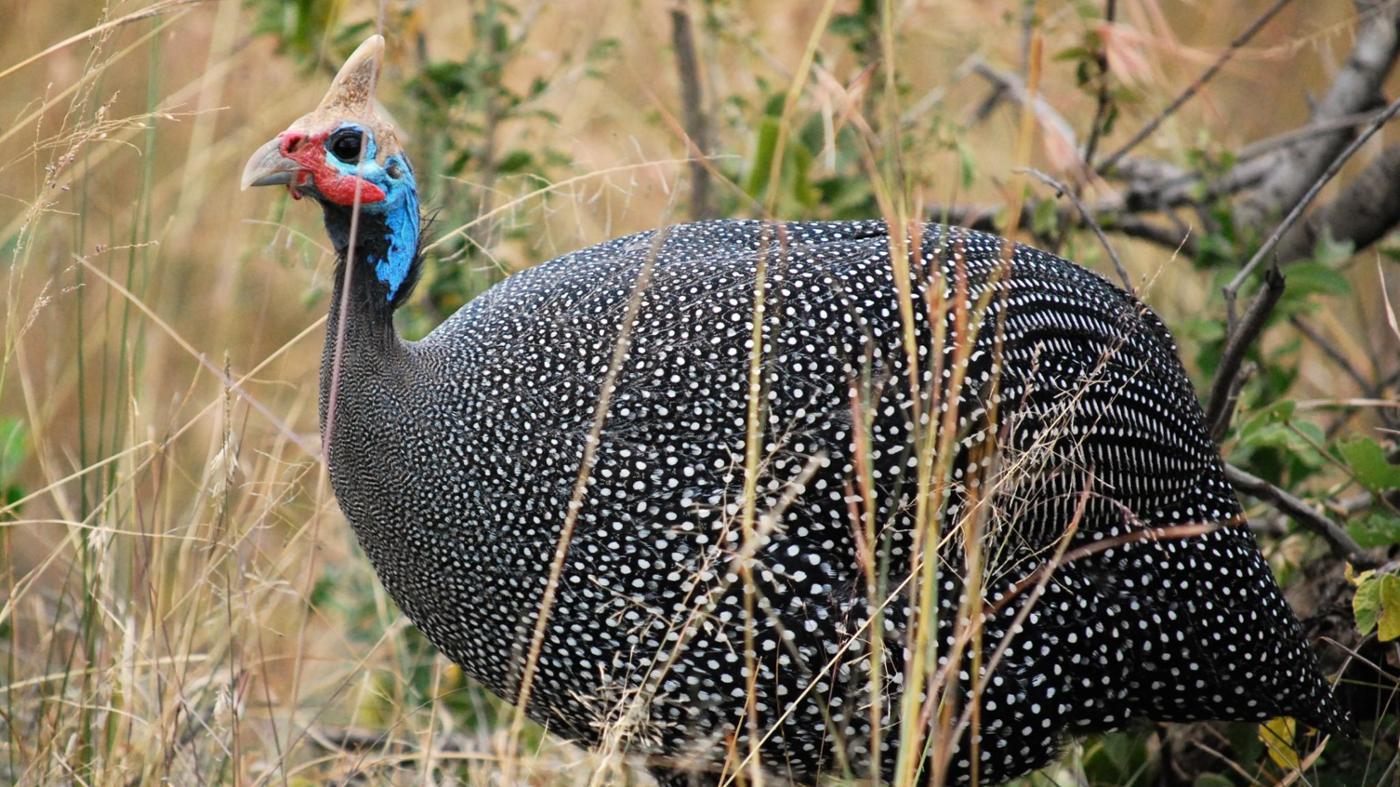 What Do Guinea Fowl Eat?