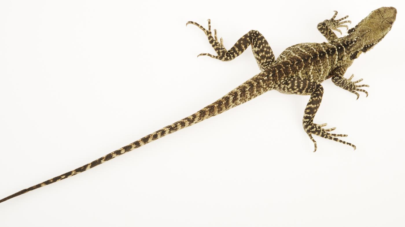 which-animal-has-the-longest-tail