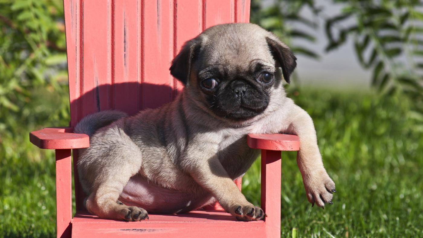 Where Can You Find Cheap Pugs for Sale?