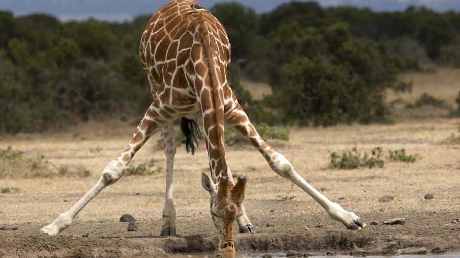 How Much Does Giraffe Weigh - Know How Community