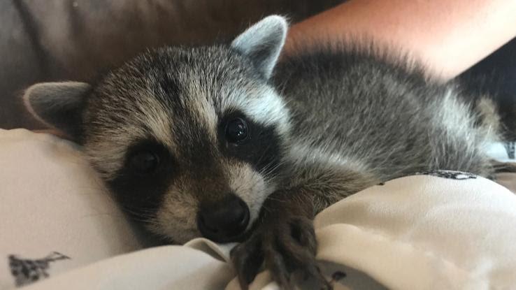 Can You Have a Pet Raccoon — and Are Raccoons Good Pets?