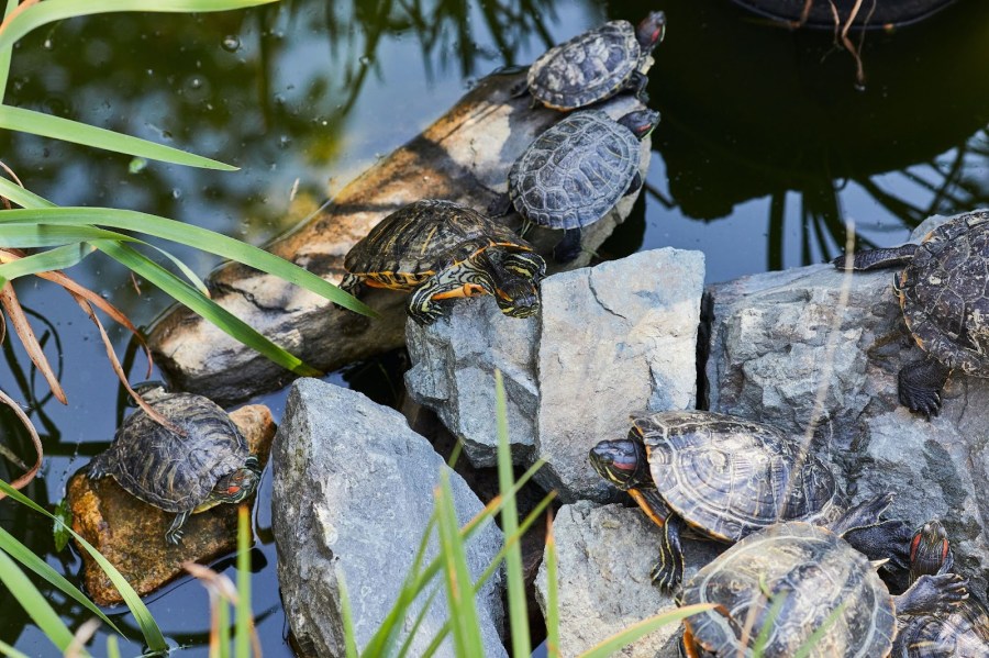 What Kind of Meat to Feed Box Turtles