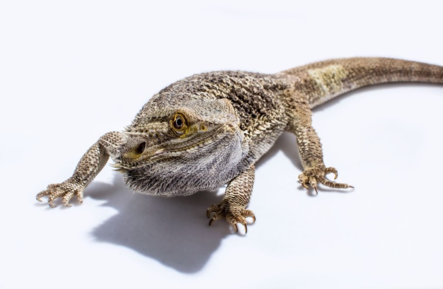 Can You Feed Stink Bugs to Bearded Dragons