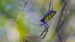 Yes, Jorō Spiders Parachuting Over the East Coast Is a Real Threat — Here’s Why