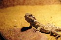 “What’s That Spot on My Beardie?” Signs of Illness in Bearded Dragons
