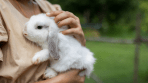 All About Bunnies: 10+ Facts About Rabbits