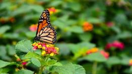 Milkweed and Monarch: How to See More Butterflies This Summer