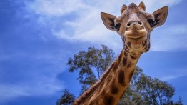 National Wildlife Day: Do Giraffes Hold the Key to Treating Hypertension?