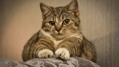 Why is Declawing Cats Such A Controversial Practice?