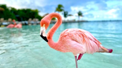 All About Flamingos: What They Eat, Where to Find Them and More