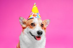 Throw Your Pooch a Dog Birthday Party This Dogust 1st